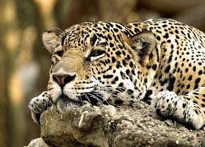 animals, leopards - random desktop wallpaper