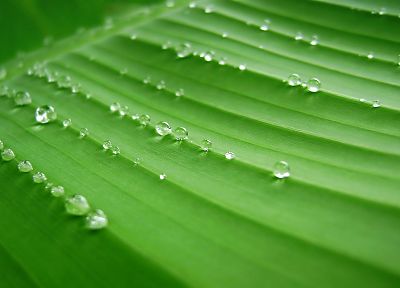 green, leaves, water drops - desktop wallpaper