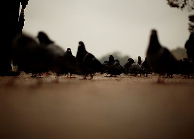 pigeons - desktop wallpaper