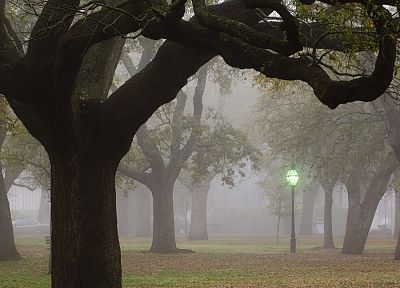 trees, fog, lamp posts, parks, South Carolina - random desktop wallpaper