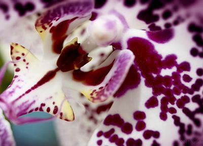 nature, flowers, plants, spotted, orchids - random desktop wallpaper