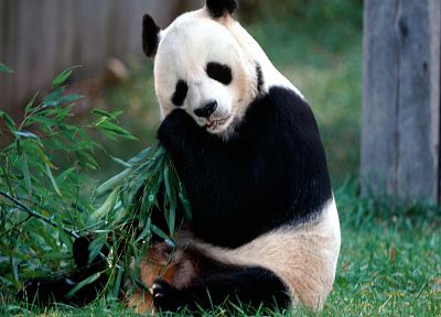animals, panda bears - desktop wallpaper