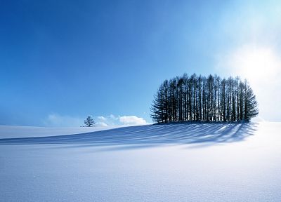 landscapes, snow, trees, snow landscapes - related desktop wallpaper