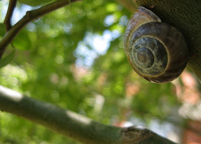 snails - related desktop wallpaper