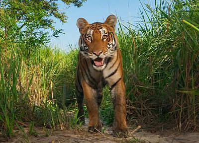 nature, animals, tigers, wildlife - desktop wallpaper