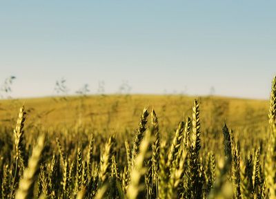 nature, fields, wheat, grain - related desktop wallpaper