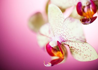 flowers, Smashing magazine, orchids - random desktop wallpaper
