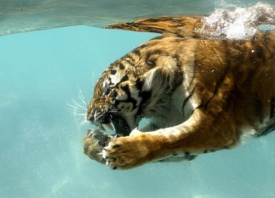water, nature, animals, tigers, wet - desktop wallpaper