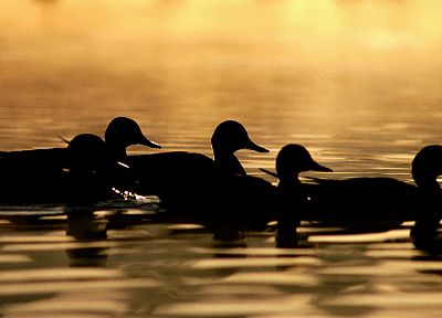 water, birds, ducks, silhouettes - duplicate desktop wallpaper