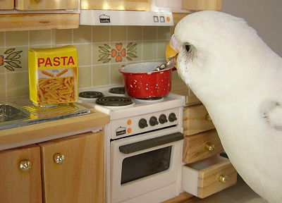 birds, Japanese, cooking, spaghetti - desktop wallpaper