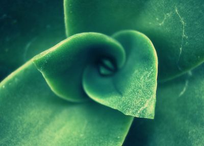 green, leaves, plants, macro, succulents - random desktop wallpaper