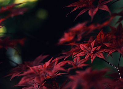 Japan, nature, trees, leaves, macro, depth of field - desktop wallpaper