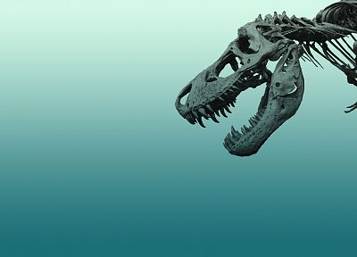 minimalistic, dinosaurs, Tyrannosaurus Rex, fossil - desktop wallpaper
