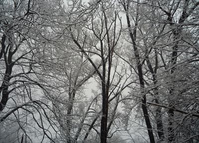 winter, snow, trees, weather, Canada - desktop wallpaper