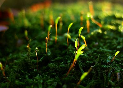 green, close-up, nature, grass, moss, macro, depth of field - desktop wallpaper