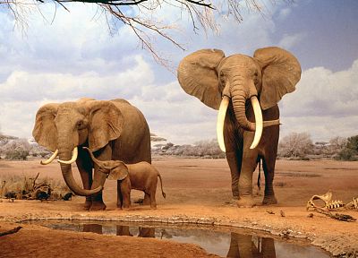 animals, elephants, baby elephant, baby animals - duplicate desktop wallpaper