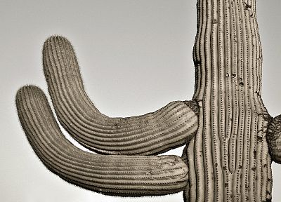 cactus - desktop wallpaper