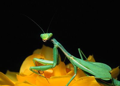 insects, mantis, Praying Mantis - desktop wallpaper