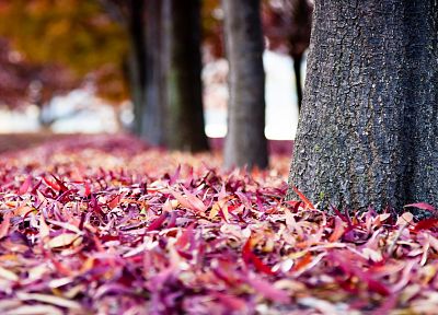 nature, trees, autumn, leaves, depth of field, fallen leaves - random desktop wallpaper