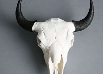 skulls, horns - random desktop wallpaper