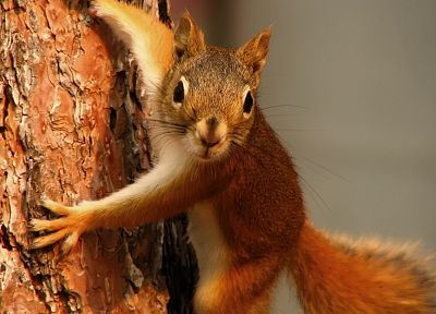 animals, squirrels - desktop wallpaper