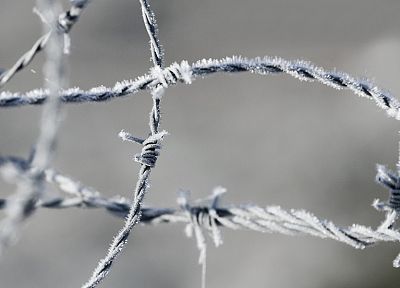 frosty, frost, macro, barbed wire - random desktop wallpaper