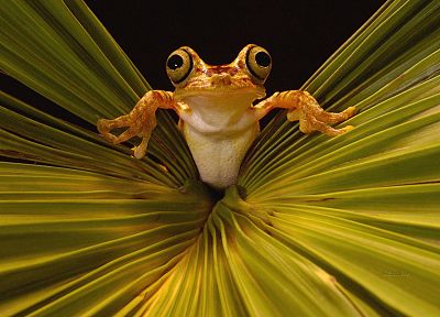 leaves, frogs, amphibians - desktop wallpaper