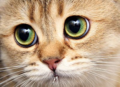close-up, eyes, cats, animals - random desktop wallpaper
