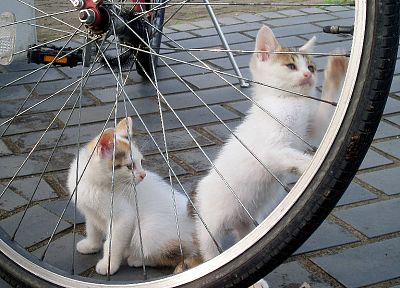 cats, bicycles, kittens - desktop wallpaper