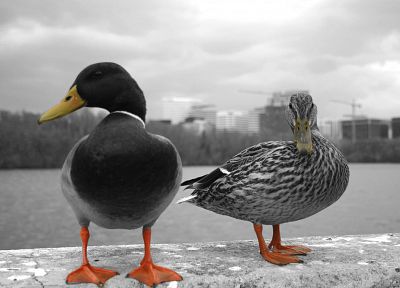 birds, ducks - random desktop wallpaper