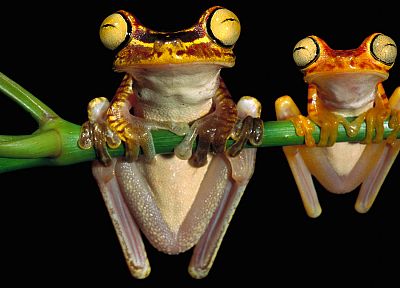 animals, frogs, amphibians, tree frogs - random desktop wallpaper
