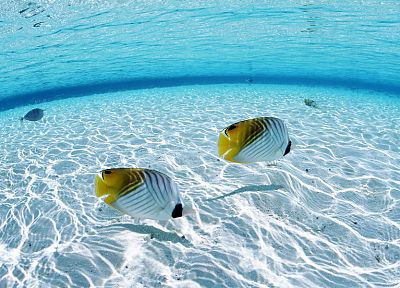 fish, shore - duplicate desktop wallpaper