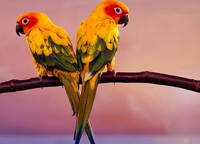 birds, parrots, parakeets, sun conure - random desktop wallpaper