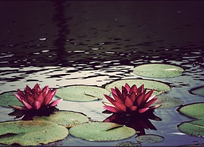 water, flowers, ponds, plants, lily pads - desktop wallpaper