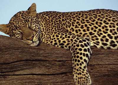 leopards, Kenya, games - related desktop wallpaper