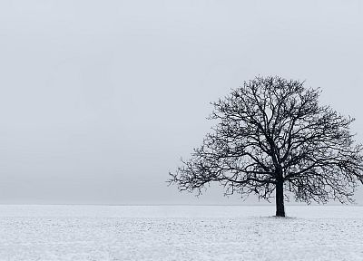 nature, snow, trees, white - random desktop wallpaper