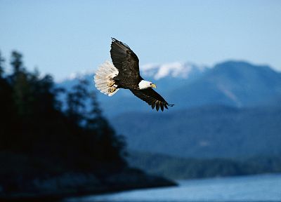 birds, eagles, bald eagles - random desktop wallpaper