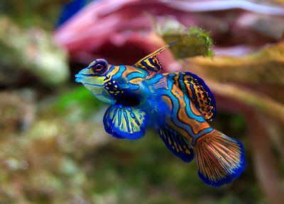 multicolor, fish, aquarium, mandarinfish - random desktop wallpaper