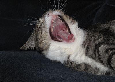 cats, animals, yawns - random desktop wallpaper