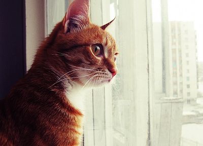 cats, animals, kittens, window panes - desktop wallpaper