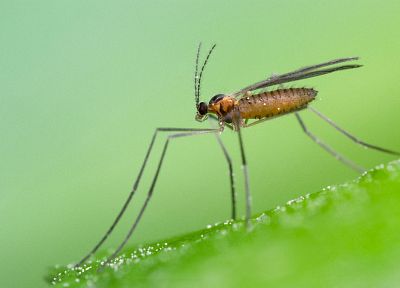 insects, fly - random desktop wallpaper