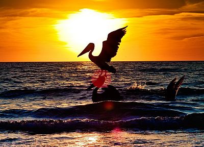 sunset, birds, sea - random desktop wallpaper