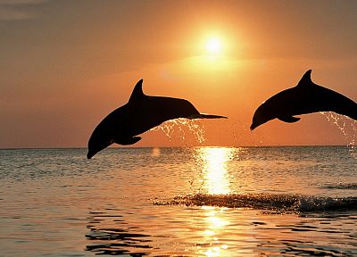 sunset, jumping, dolphins, Honduras - related desktop wallpaper