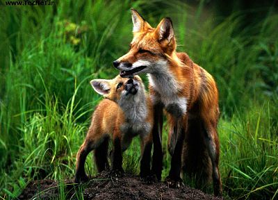 foxes - random desktop wallpaper