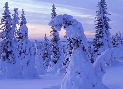 landscapes, snow, trees, forests - duplicate desktop wallpaper