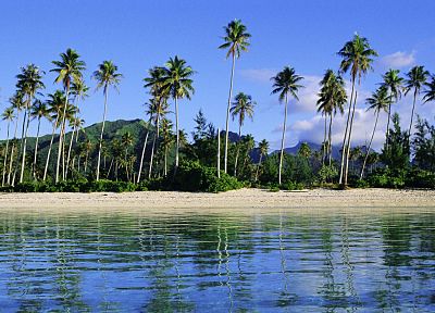 islands, French Polynesia, palm trees - desktop wallpaper