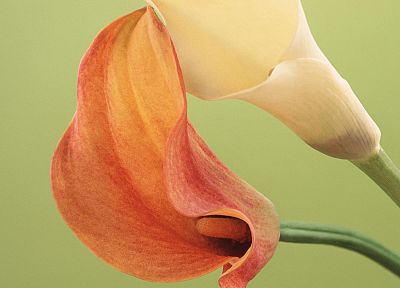 flowers, lilies - duplicate desktop wallpaper