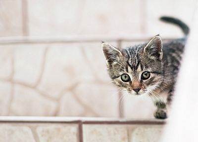 cats, animals, kittens - duplicate desktop wallpaper