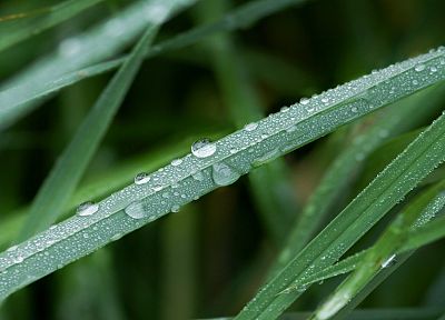 green, nature, rain, grass, water drops, macro - desktop wallpaper