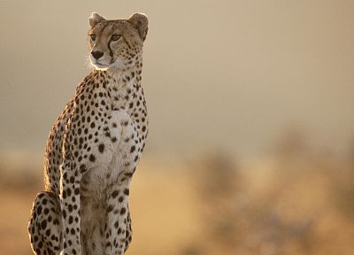 animals, cheetahs, wild cats - random desktop wallpaper